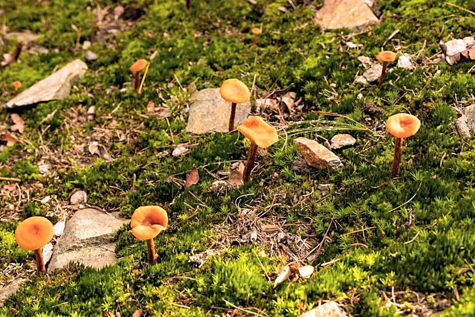 Eco-Resort Parco Botanico Fiorlago