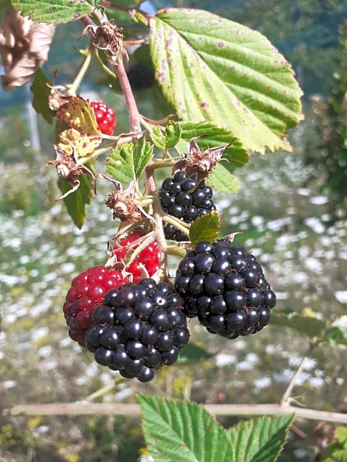 Cà Gennara Agri B&B