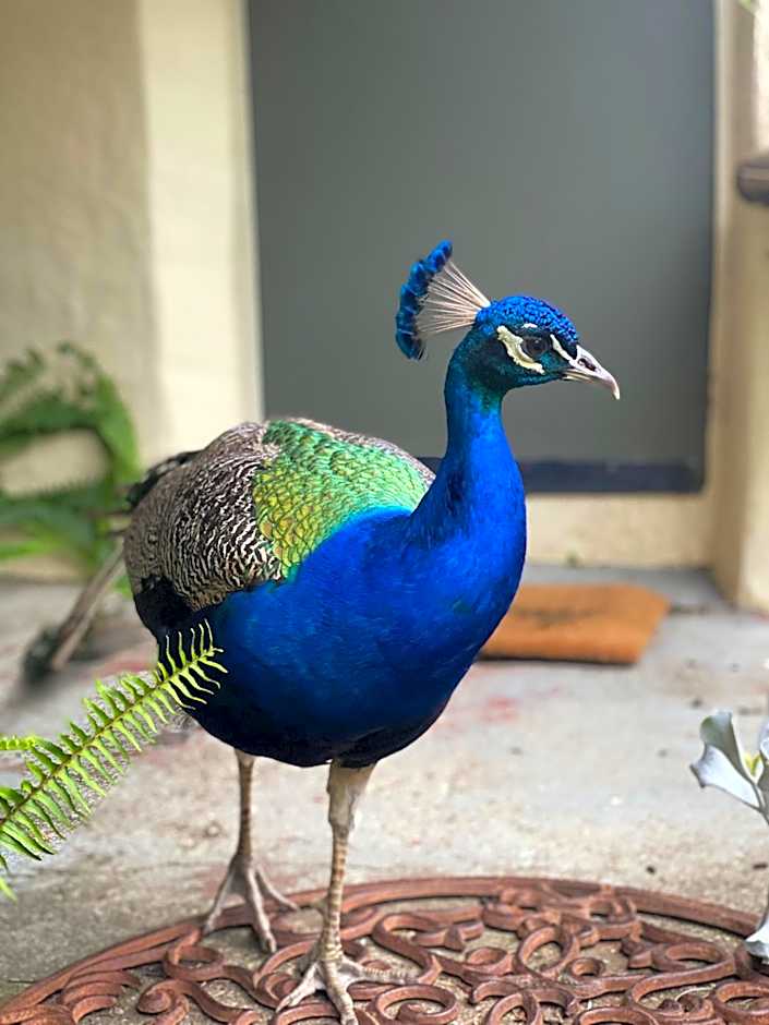 The Old Butter Factory at Springhurst Estate