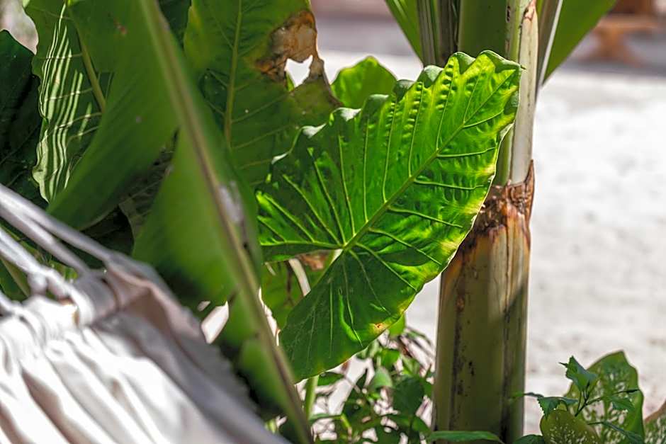 Maisha Matamu Boutique