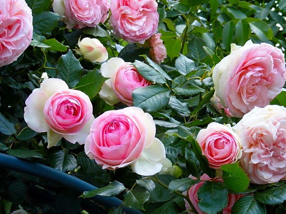 Chambres d'Hôtes Vignes et Loire