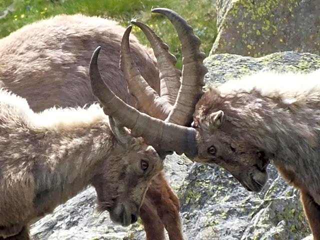 Hotel Petit Dahu - Chambres et Restaurant