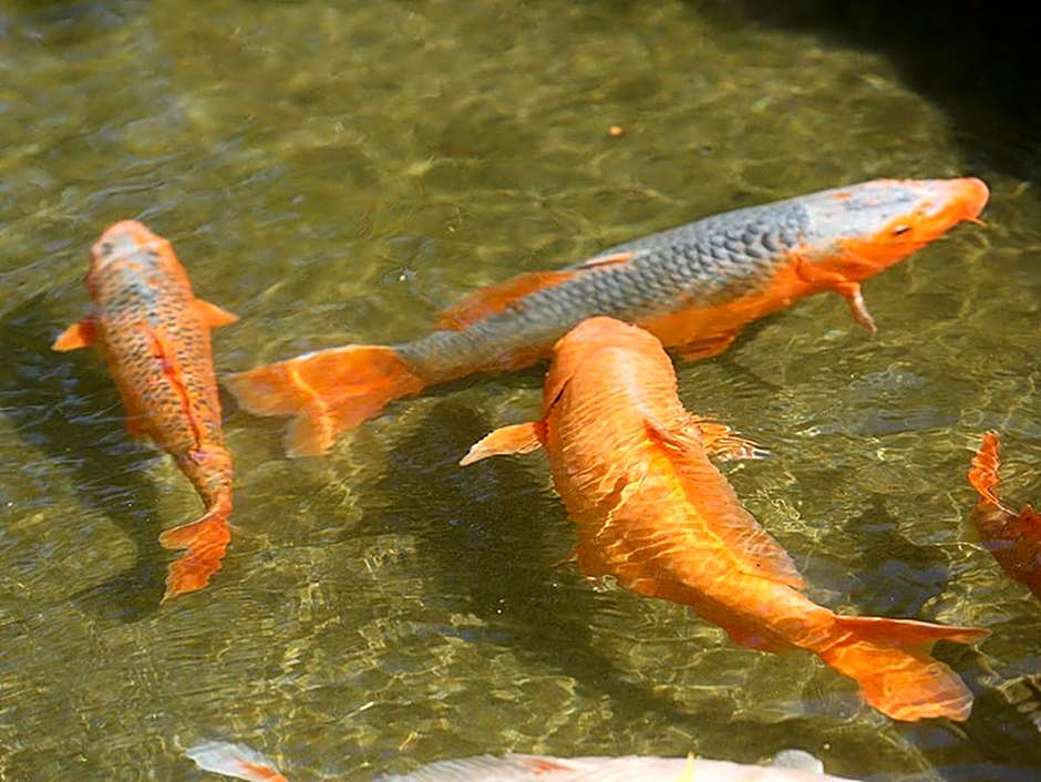 Ooedo Onsen Monogatari Hotel Shinko