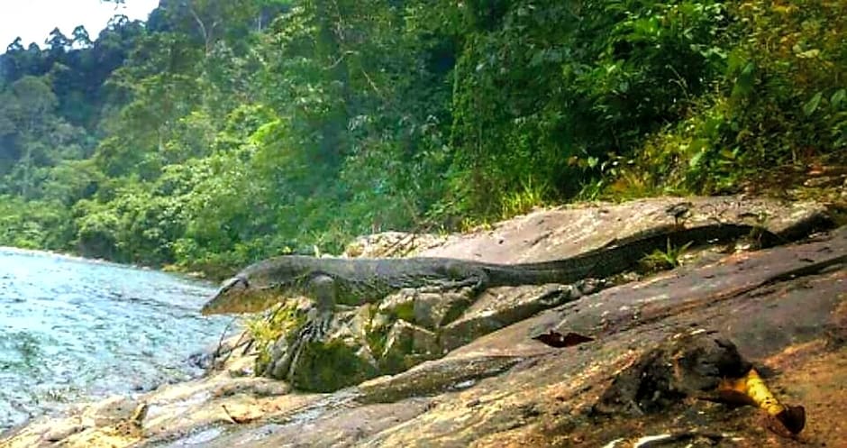 ETALAUSER Jungle Gate EcoResort Bukit Lawang