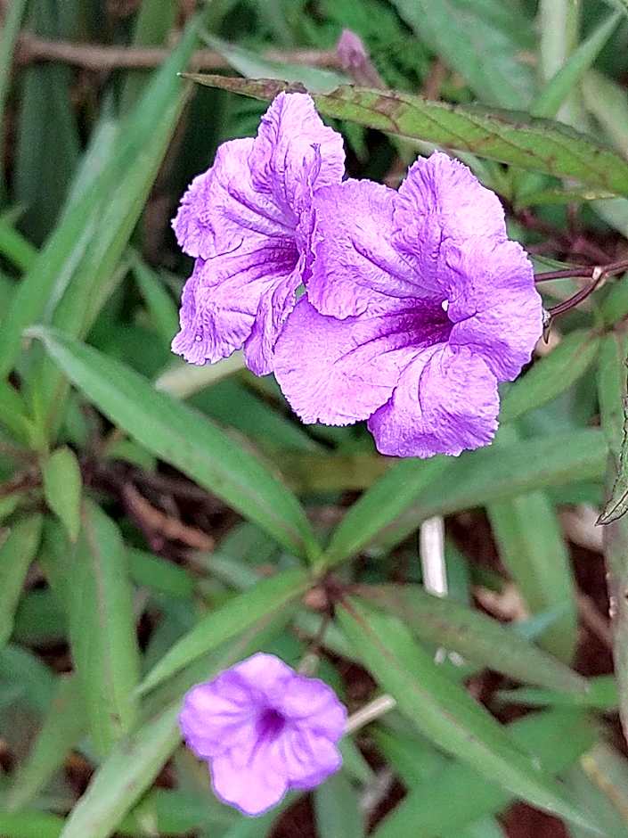 Tanzanice Farm Lodge