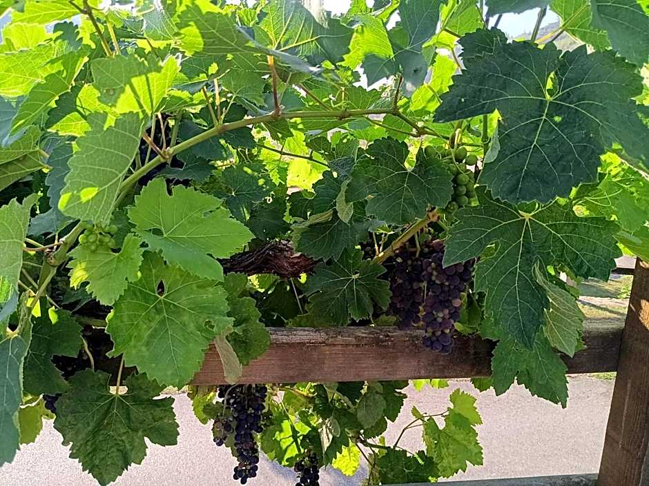 Hotel Finca Malvasia - Adults only