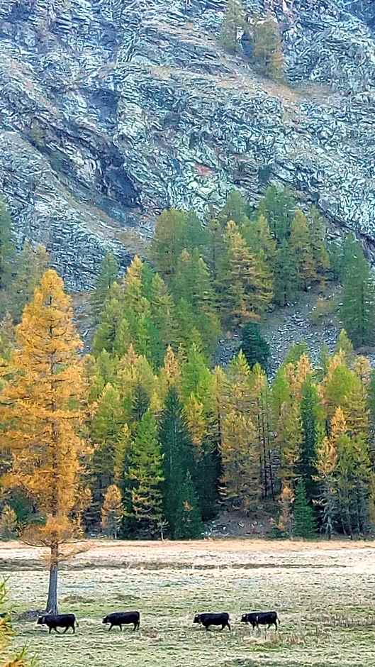 Hotel Petit Dahu - Chambres et Restaurant