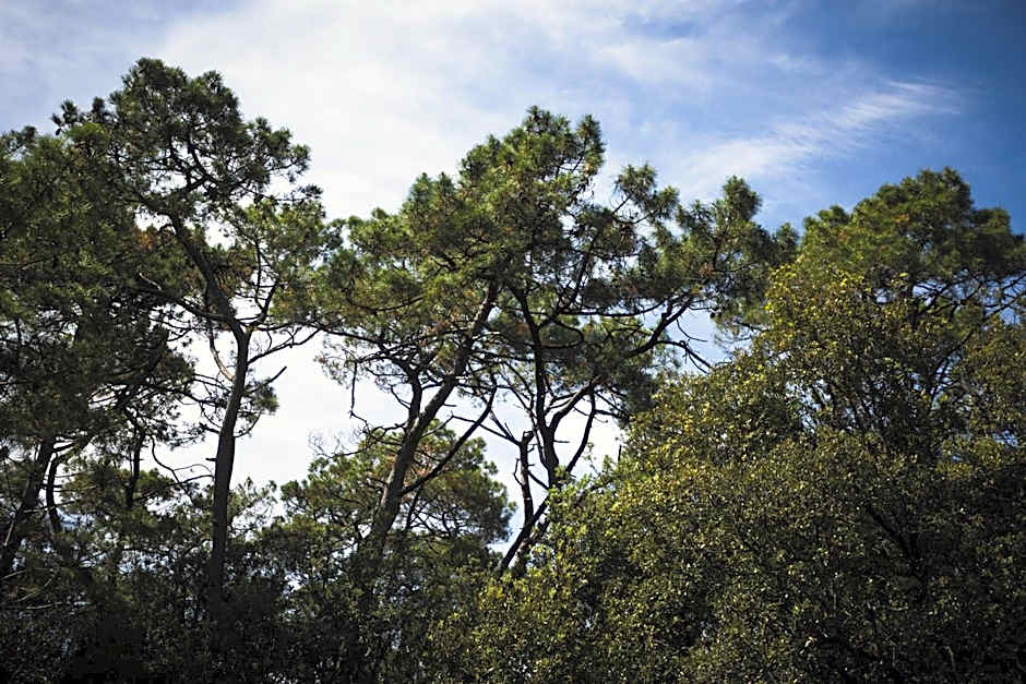 La Côte de Lumière