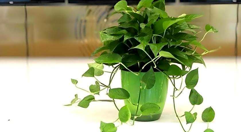 GreenTree Inn Dongtai Sancang Town