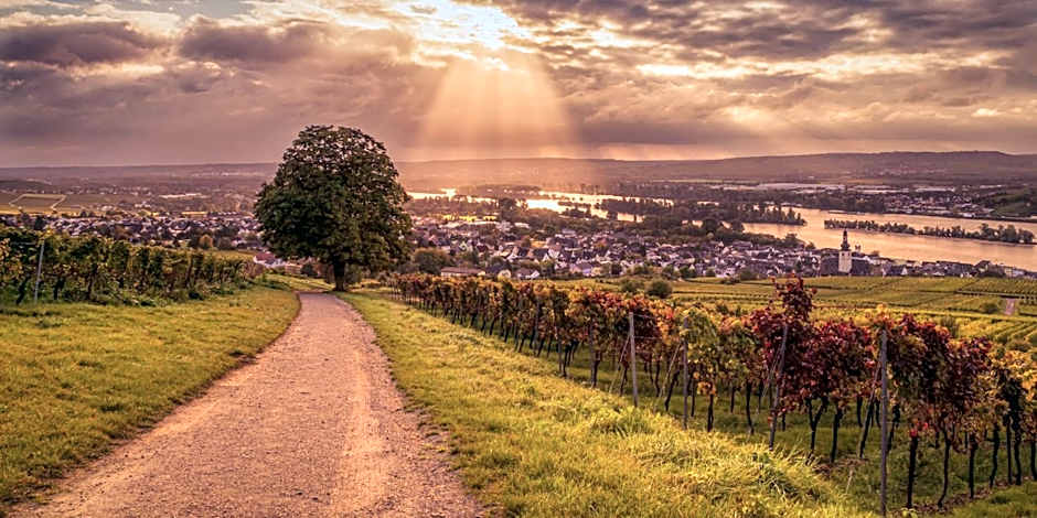 Weinhotel des Riesling Zum Grünen Kranz