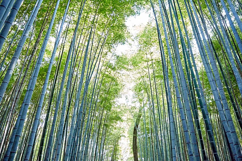 Riverside Arashiyama