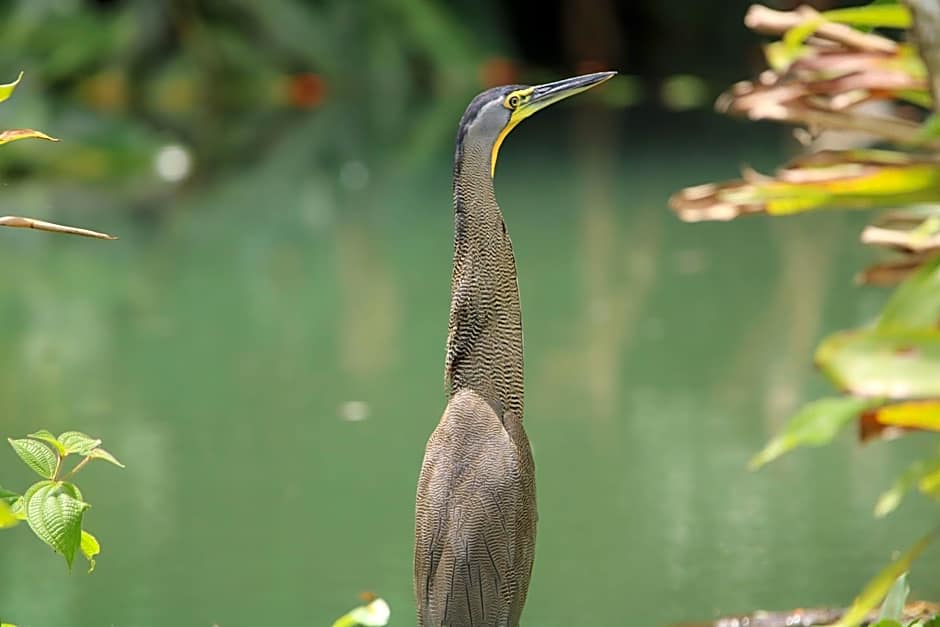 Chachagua Rainforest Hotel & Hot Springs