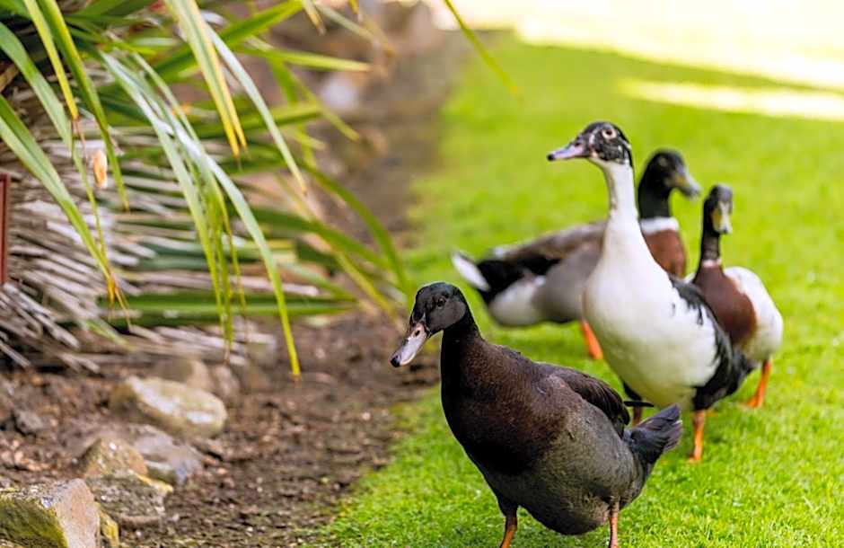 Tall Timbers Tasmania