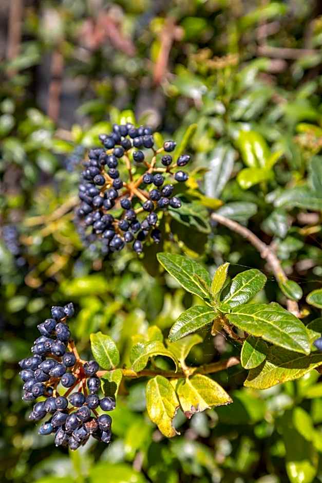 Baglio Saccù apartment & spa