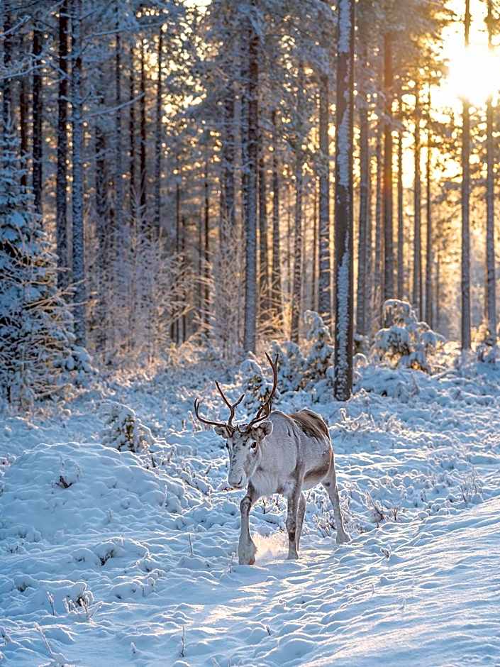 Napapiirin Järvilomat