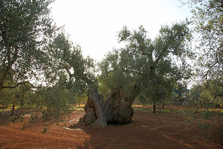 Masseria San Martino