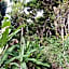 Pousada Floresta verde suítes
