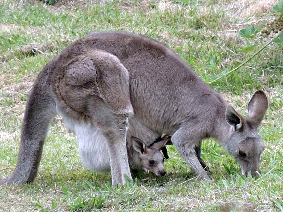 Old Chilli Daylesford