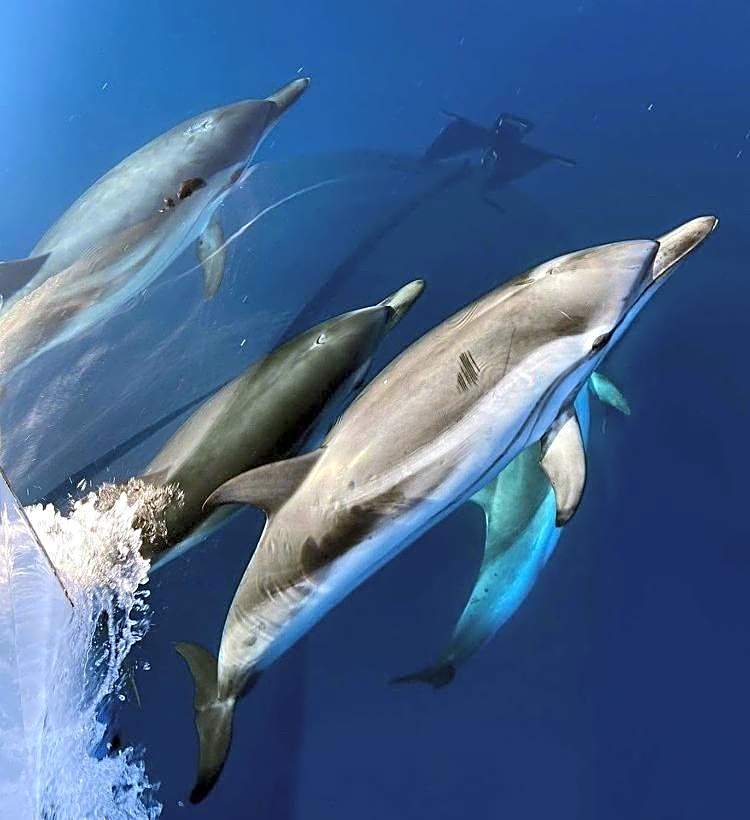 LA BADINE Clim balnéo Plage piscine