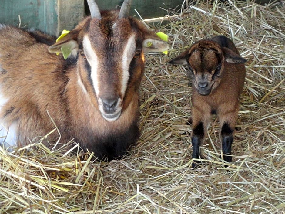 La petite ferme de Pouillon - Parc animalier - aire de loisirs