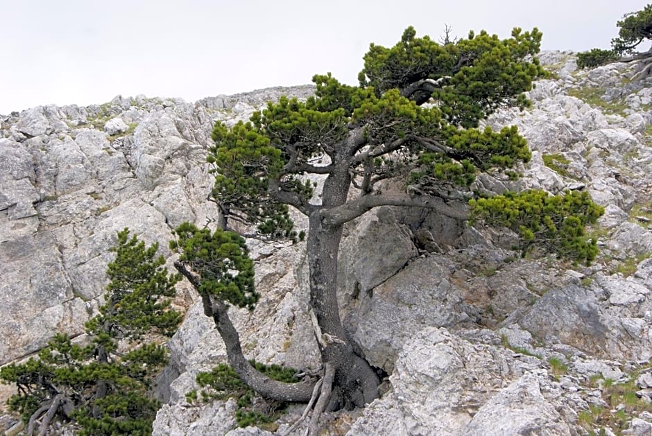 Tana Libera Tutti 1 Nature, Yourself, Love