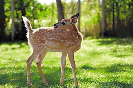 Center Parcs Le Bois aux Daims