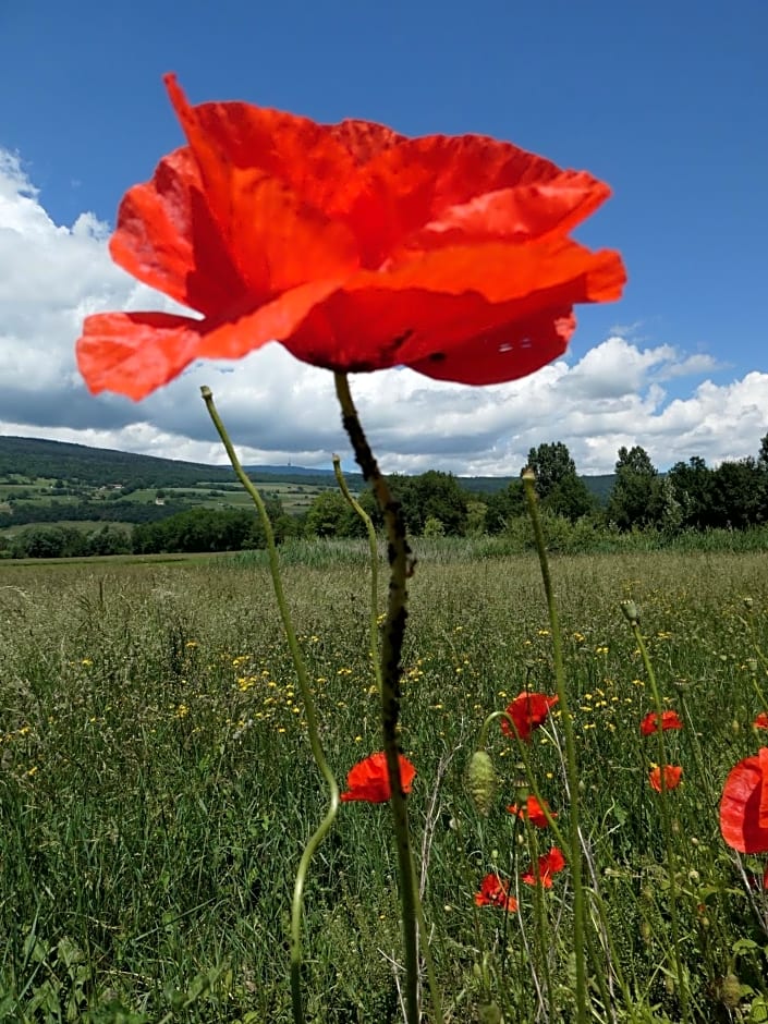 Bed and Breakfast La Petite Thielle