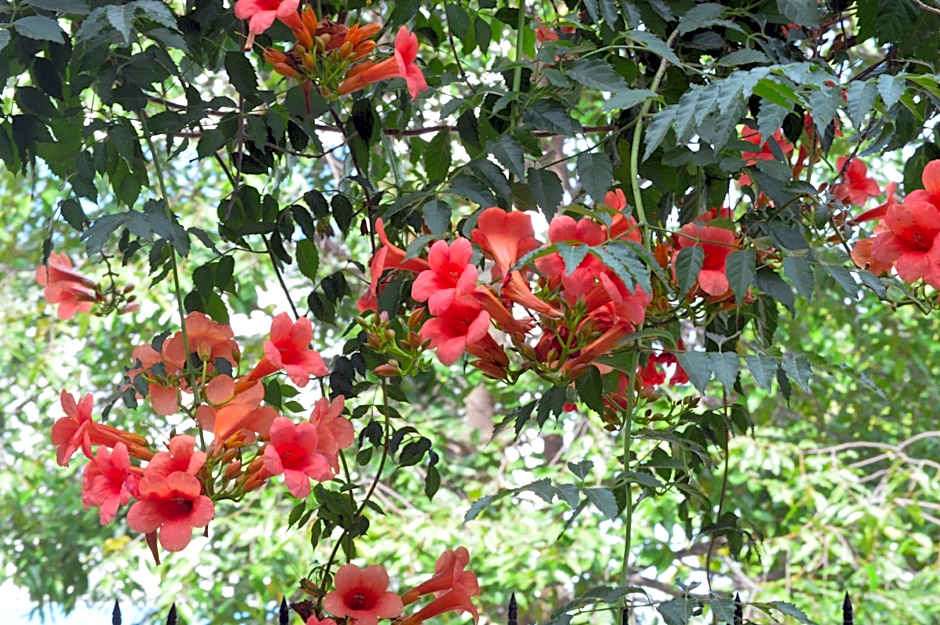 The House 36 Homestay