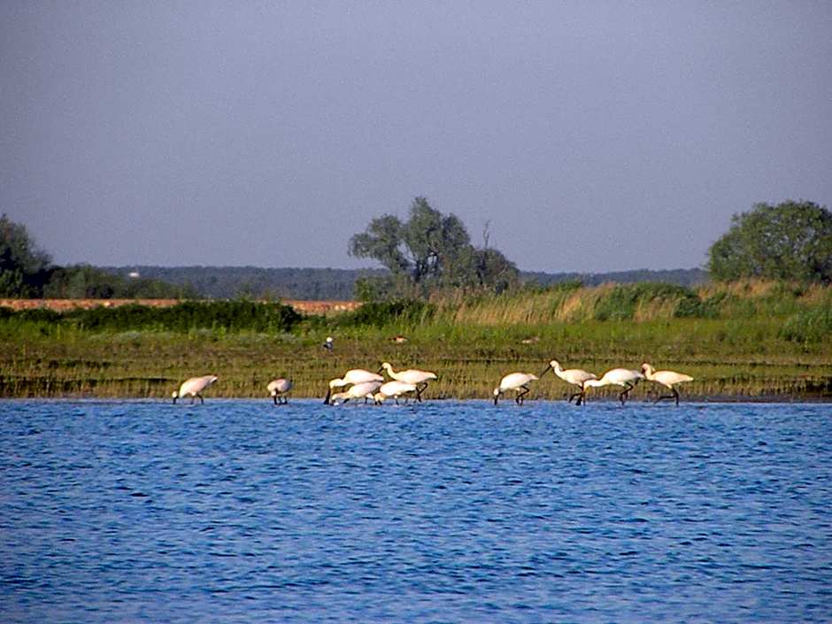 de Brabantse Biesbosch