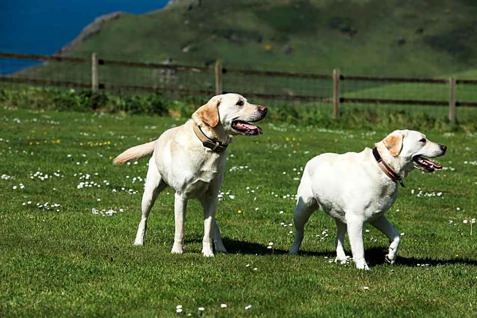 Soar Mill Cove Hotel