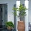 Riad Tchina