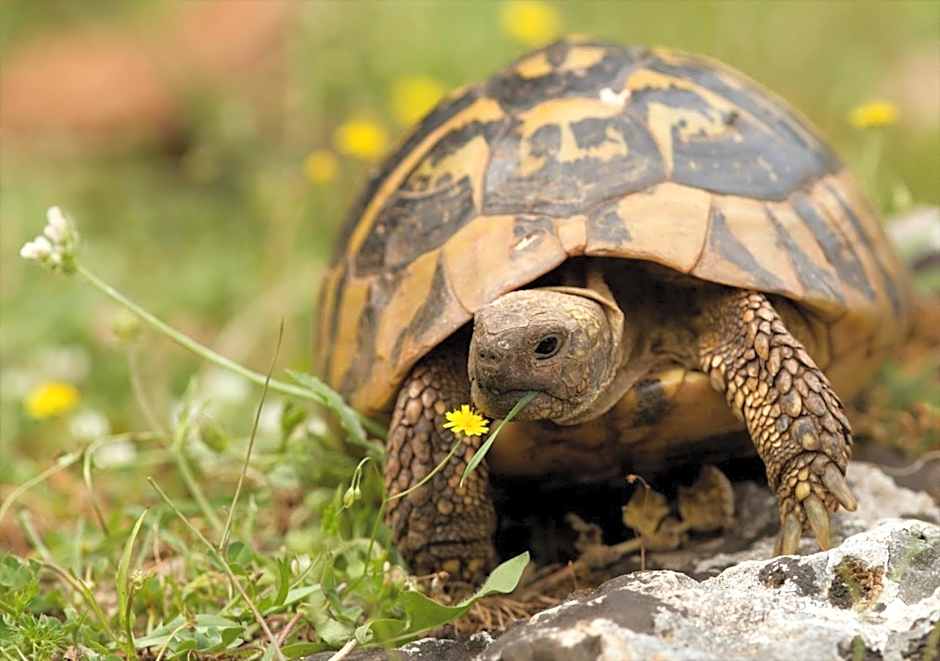 Villaggio Camping Nurral