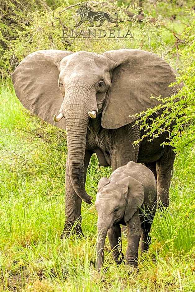 Elandela Private Game Reserve and Luxury Lodges Pty Ltd