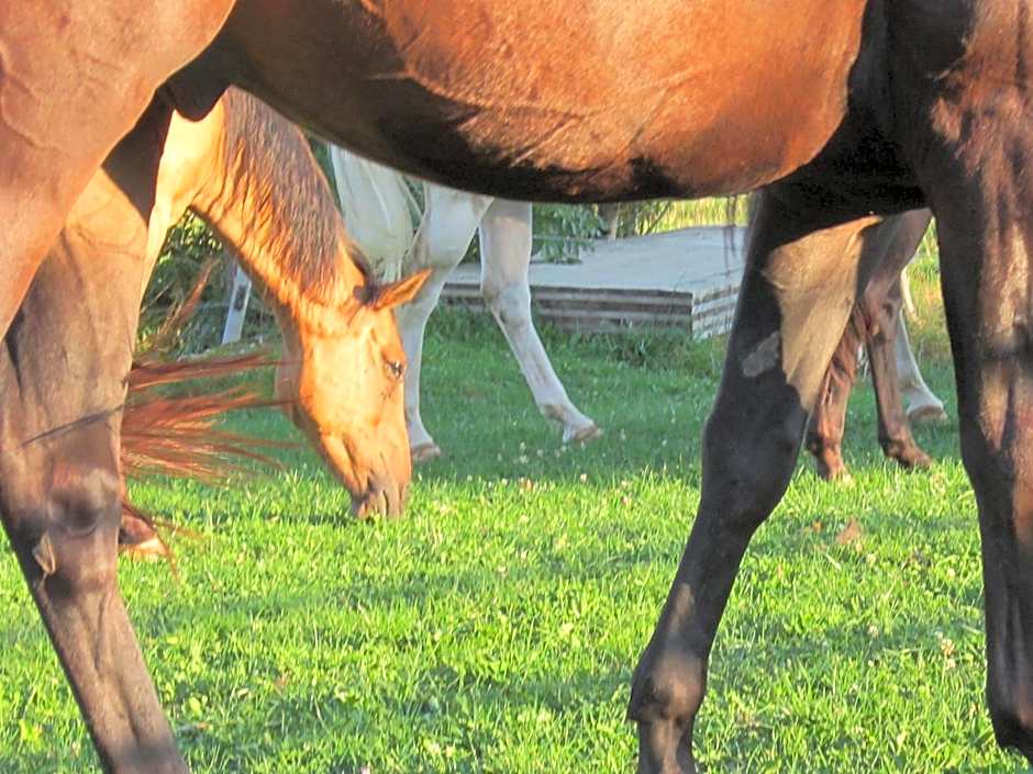 Miramont Horse Trekking Hostel