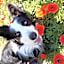 On Holiday Between Sky And Sea geco Di Campiglia pet friendly big garden