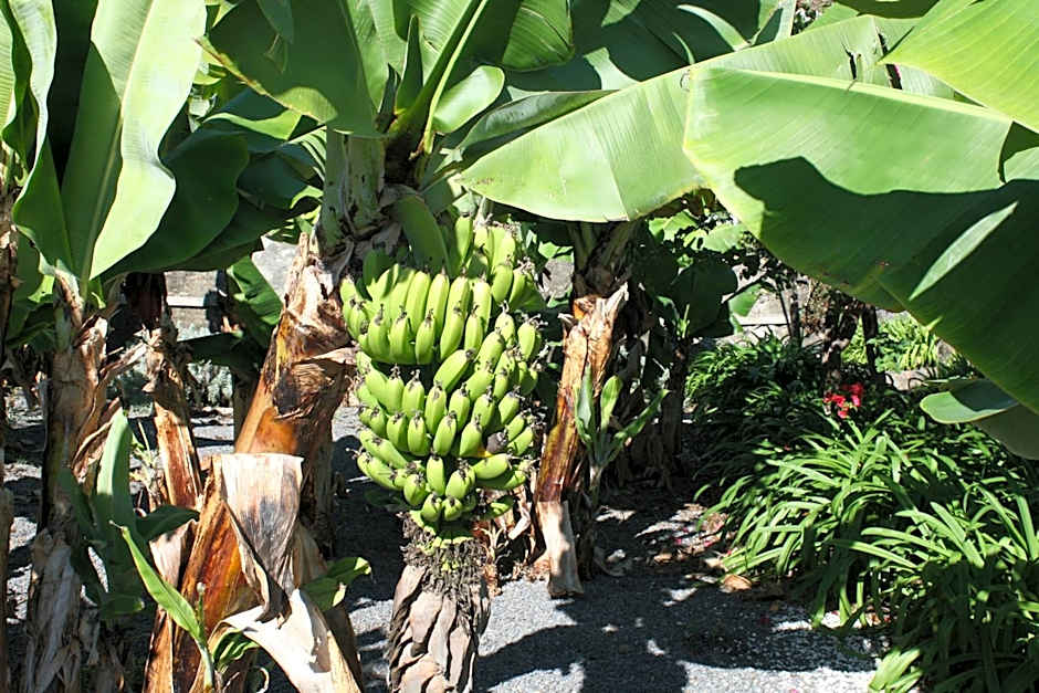 Apartamentos Quinta Mae dos Homens