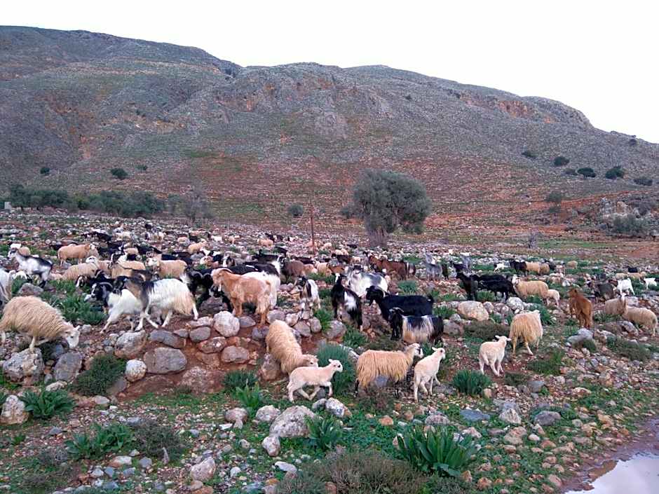 Georgoshouse Lykos beach Sfakia