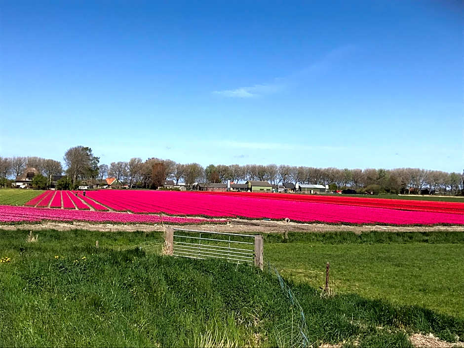 Rosa's zonnige huisje bij duinen bos en strand