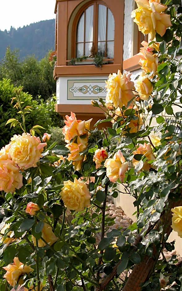 Silberkönig Schwarzwald Hotel & Restaurant Ringhotel