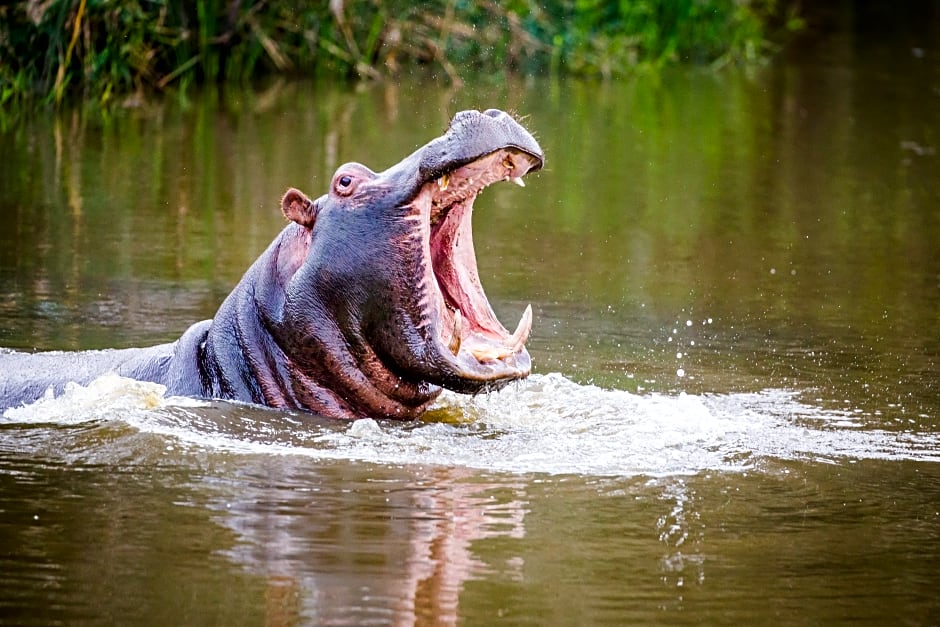 Botlierskop Private Game Reserve