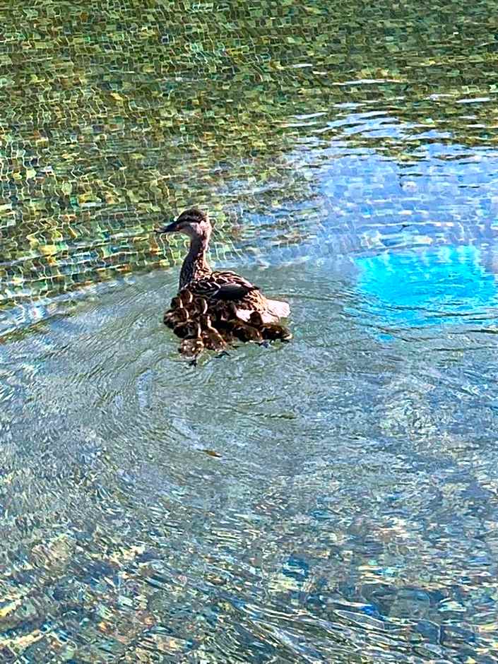 BASTIDE DE RAMATUELLE