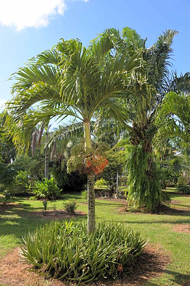 Domaine des Oiseaux Réunion