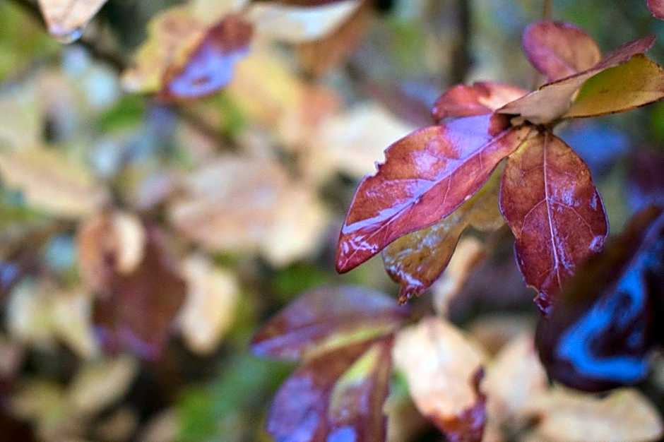 Aloney Habashan Guest village