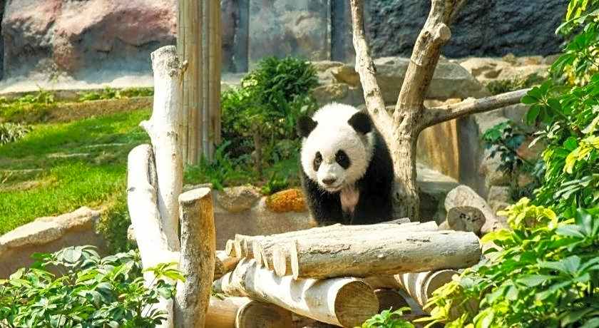 City of Dreams - The Countdown Hotel