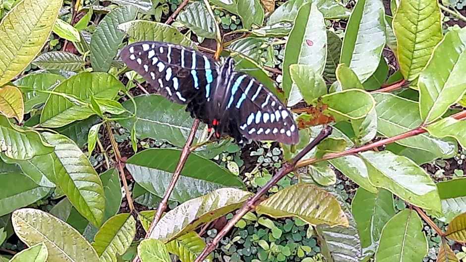 Gecko Nature Lodge Home of Swahili Divers the BEST dive center and Famous Gecko Restaurant