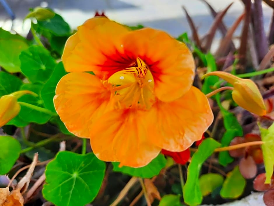 Finca Sueño de Vida