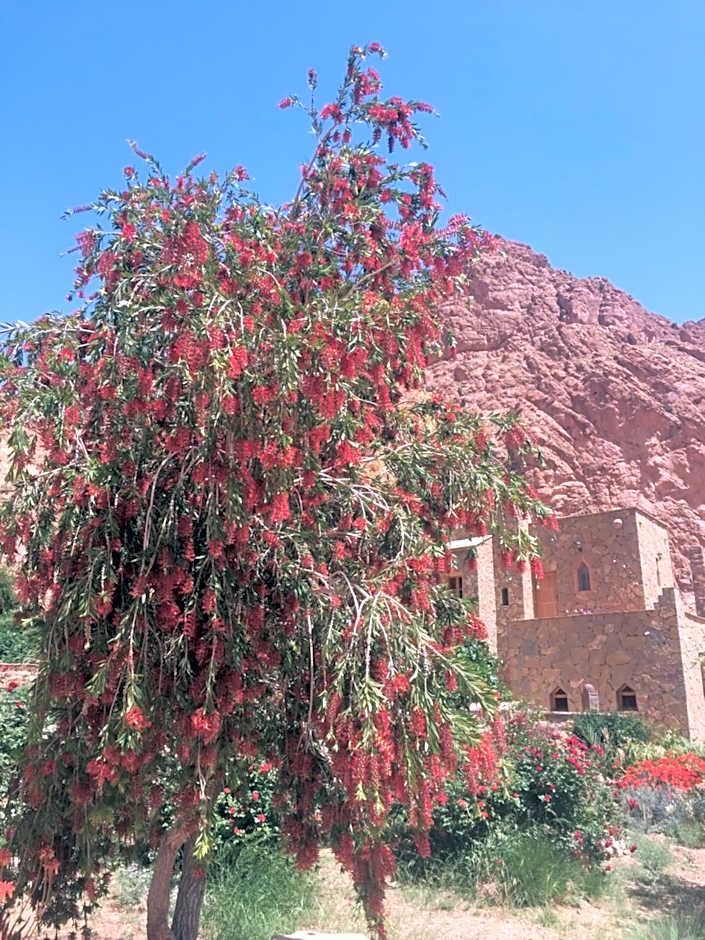Auberge Le Festival Todra Gorge