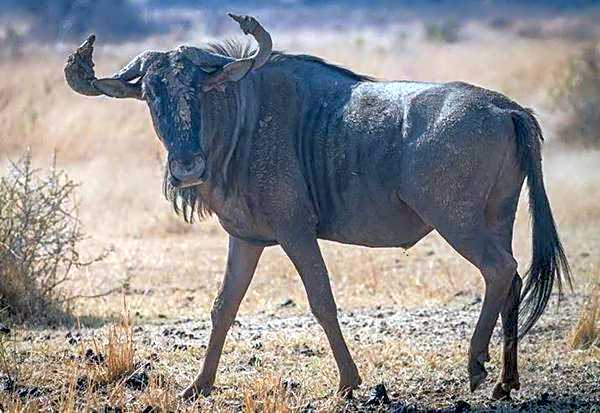 Ritsako Game Lodge