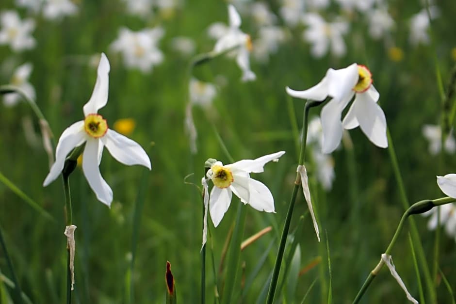 Chambre d'hote de la Fage