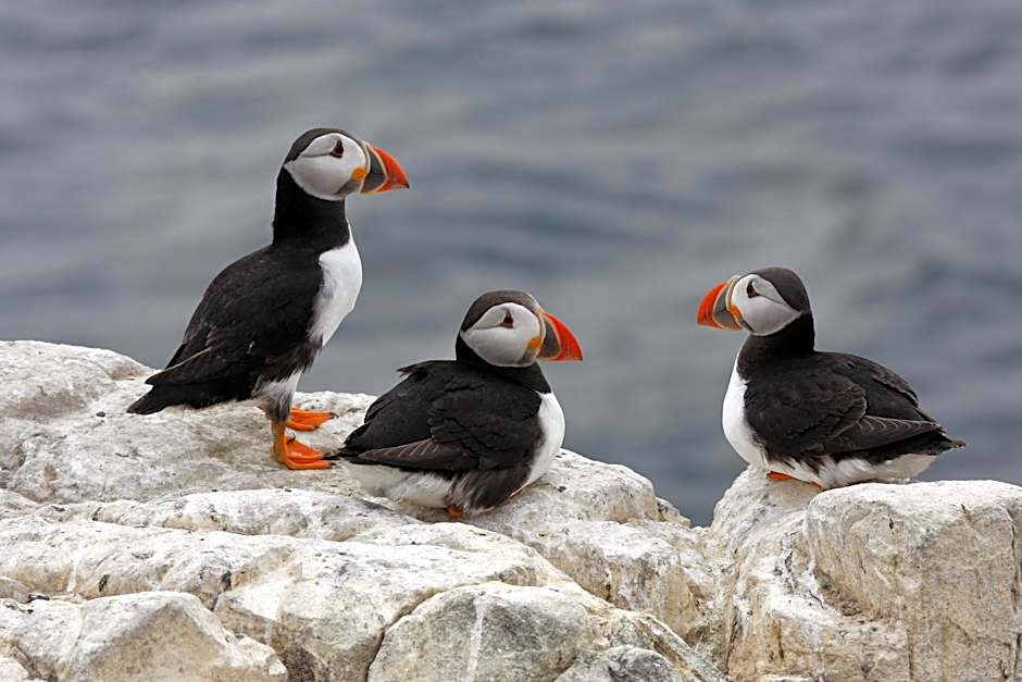 Springwood Room Only Accommodation